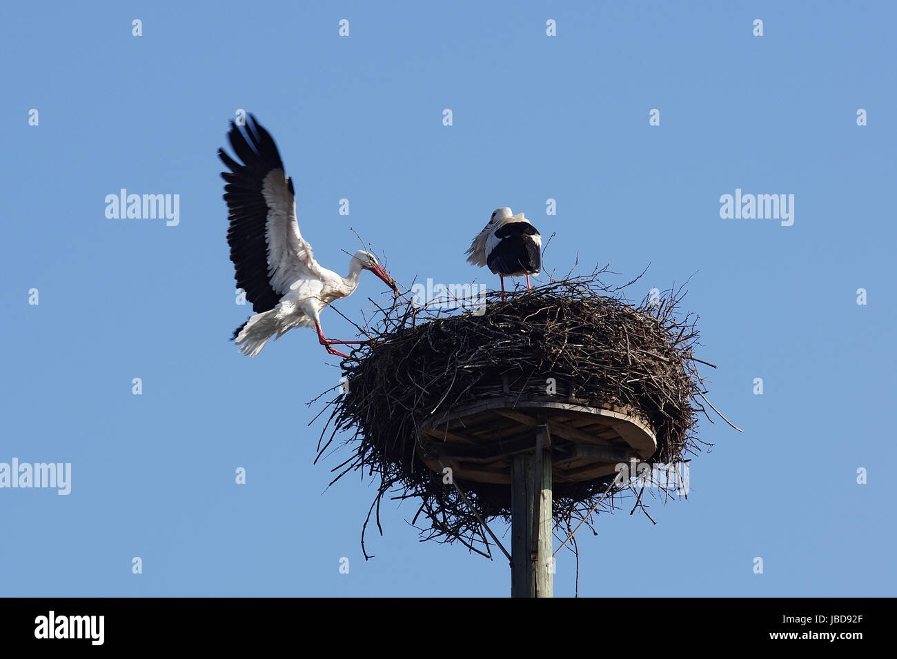 Weißstorchpaar beim Nestbau Stock Photo