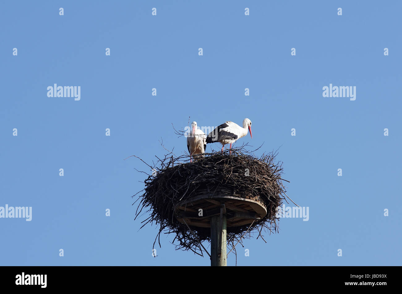 Weißstorchpaar beim Nestbau Stock Photo