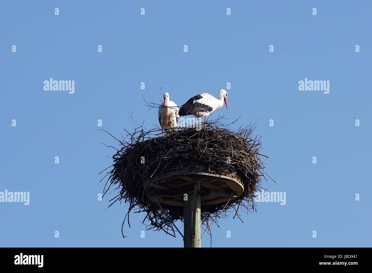 Weißstorchpaar beim Nestbau Stock Photo