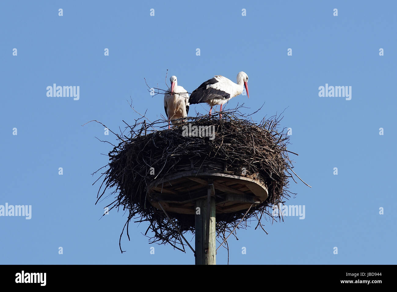 Weißstorchpaar beim Nestbau Stock Photo