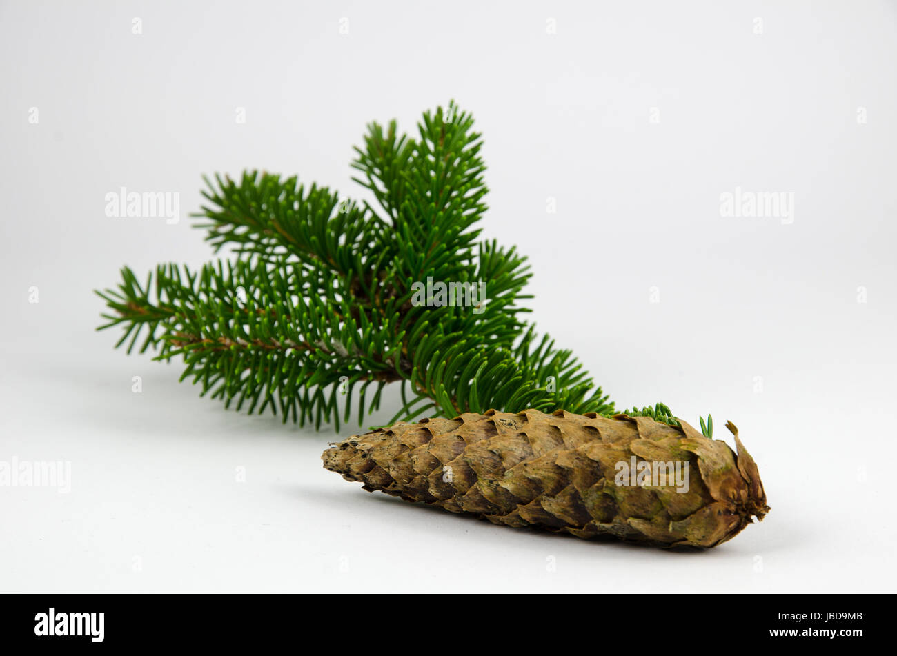 Spruce cone and twig at a white background Stock Photo - Alamy