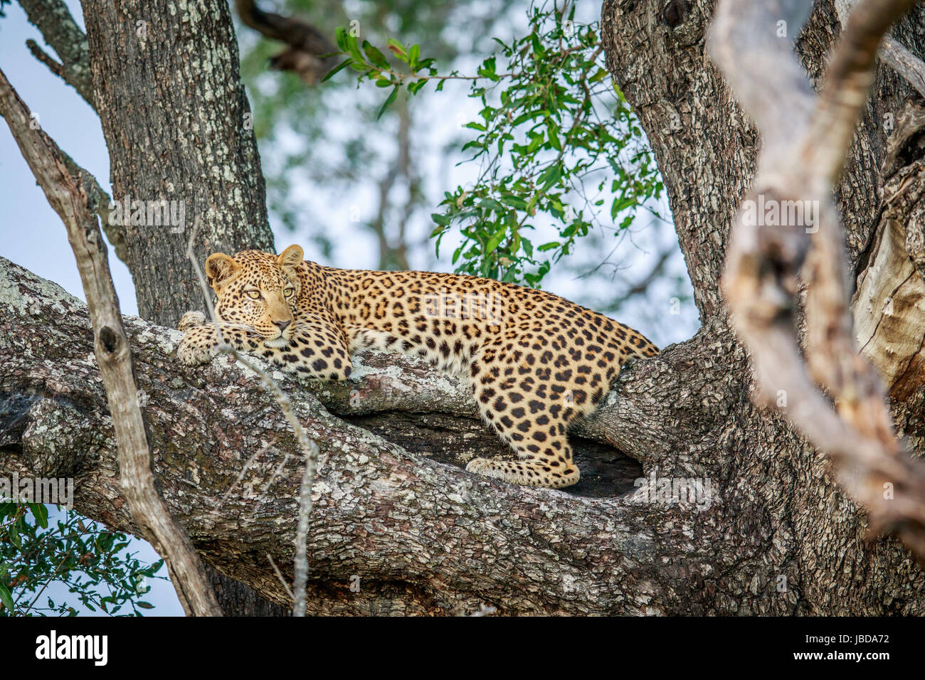 Leopard laying in a tree in the Okavango delta, Botswana Stock Photo ...