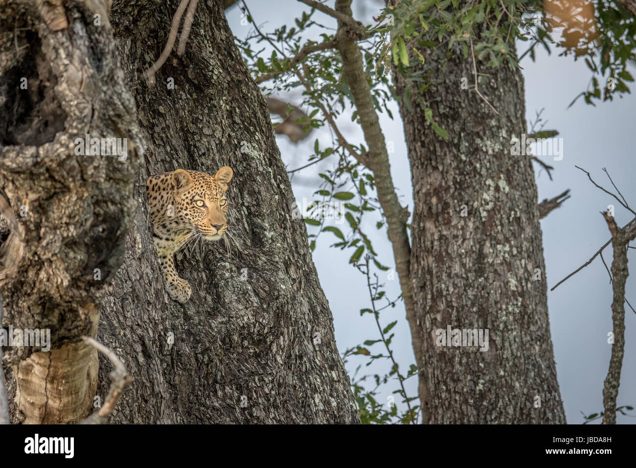 Leopard in a tree in the Okavango delta, Botswana Stock Photo - Alamy