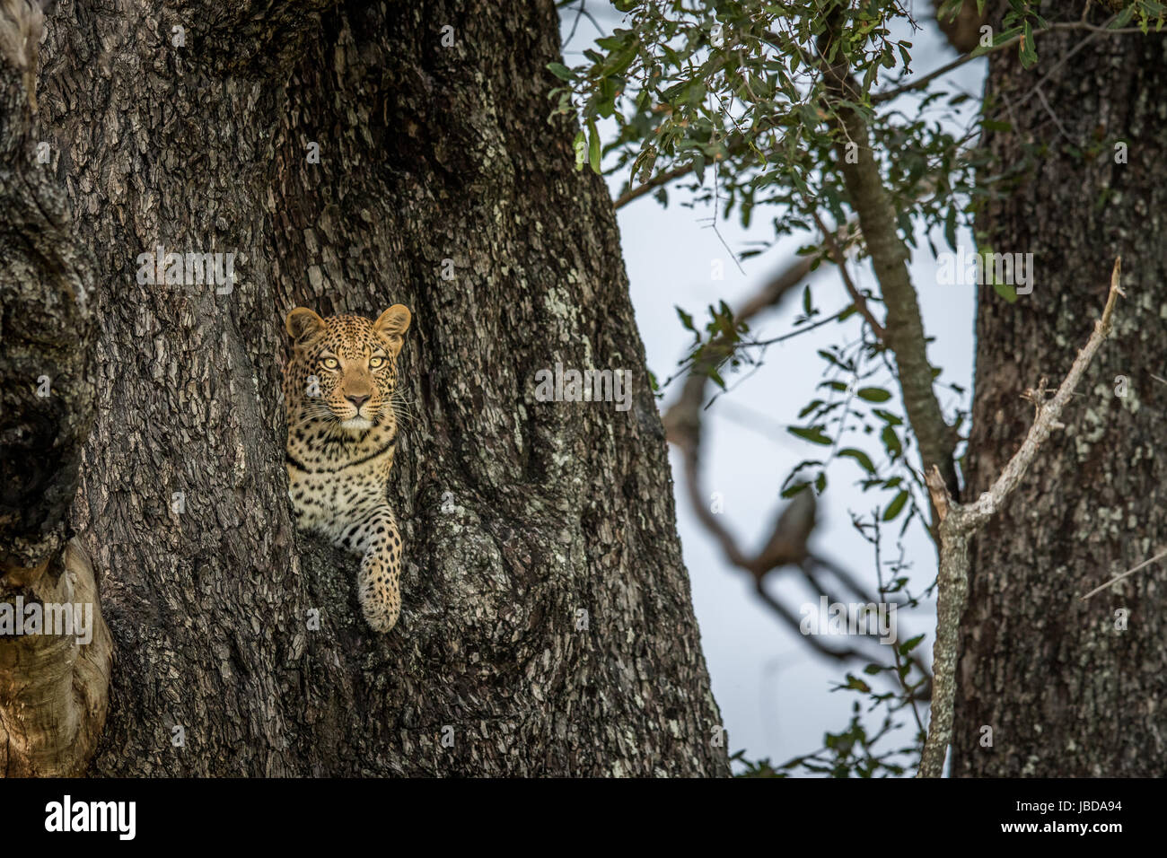 Leopard in a tree in the Okavango delta, Botswana Stock Photo - Alamy