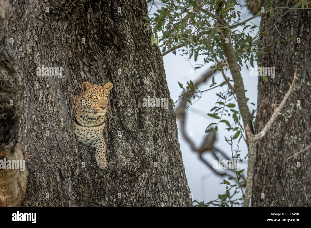 Leopard in a tree in the Okavango delta, Botswana Stock Photo - Alamy