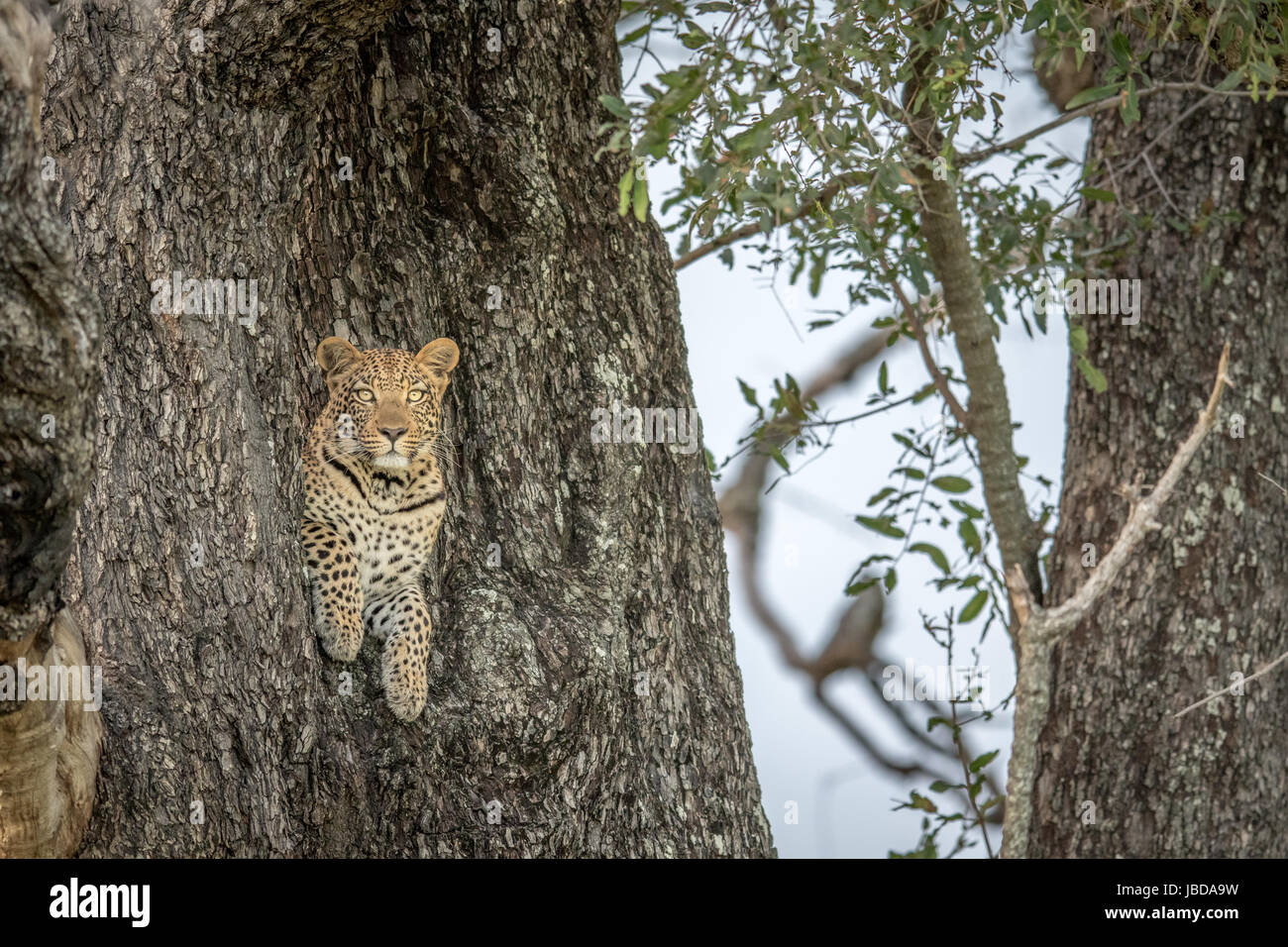 Leopard in a tree in the Okavango delta, Botswana Stock Photo - Alamy
