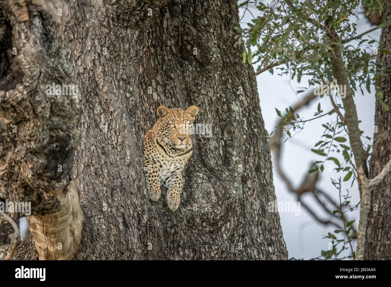 Leopard in a tree in the Okavango delta, Botswana Stock Photo - Alamy