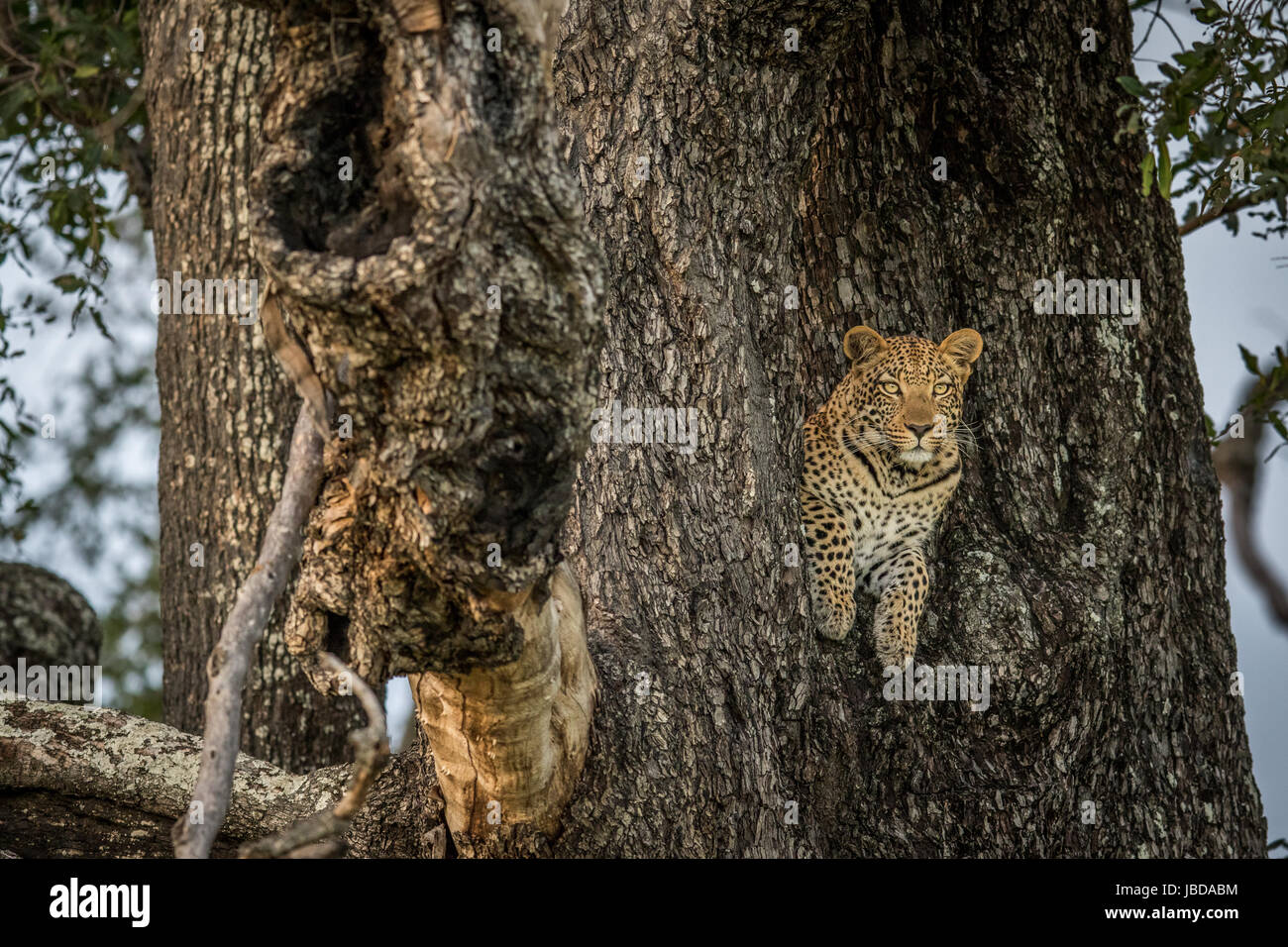 Leopard in a tree in the Okavango delta, Botswana Stock Photo - Alamy
