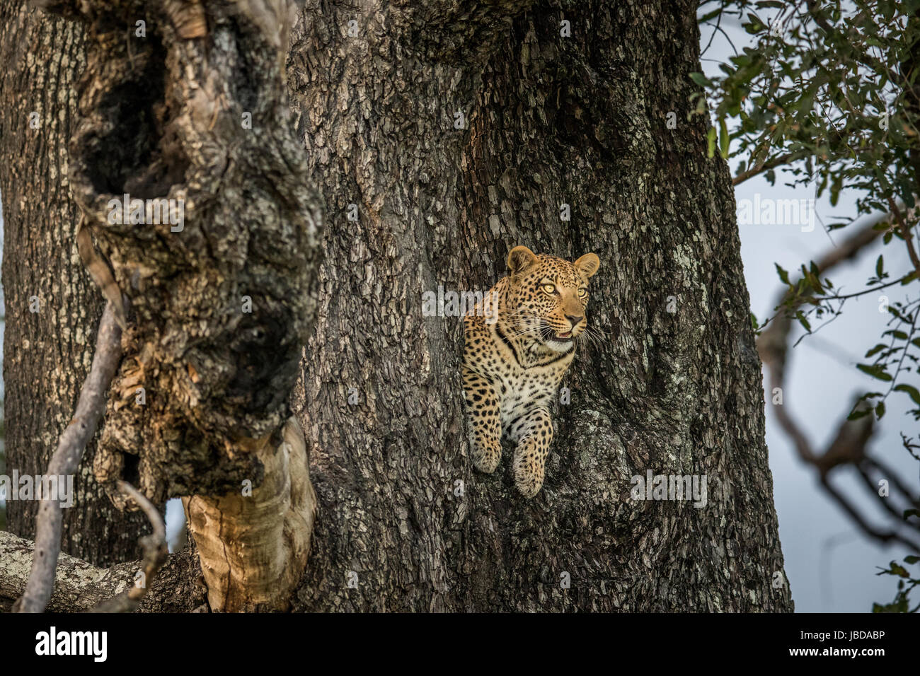 Leopard in a tree in the Okavango delta, Botswana Stock Photo - Alamy