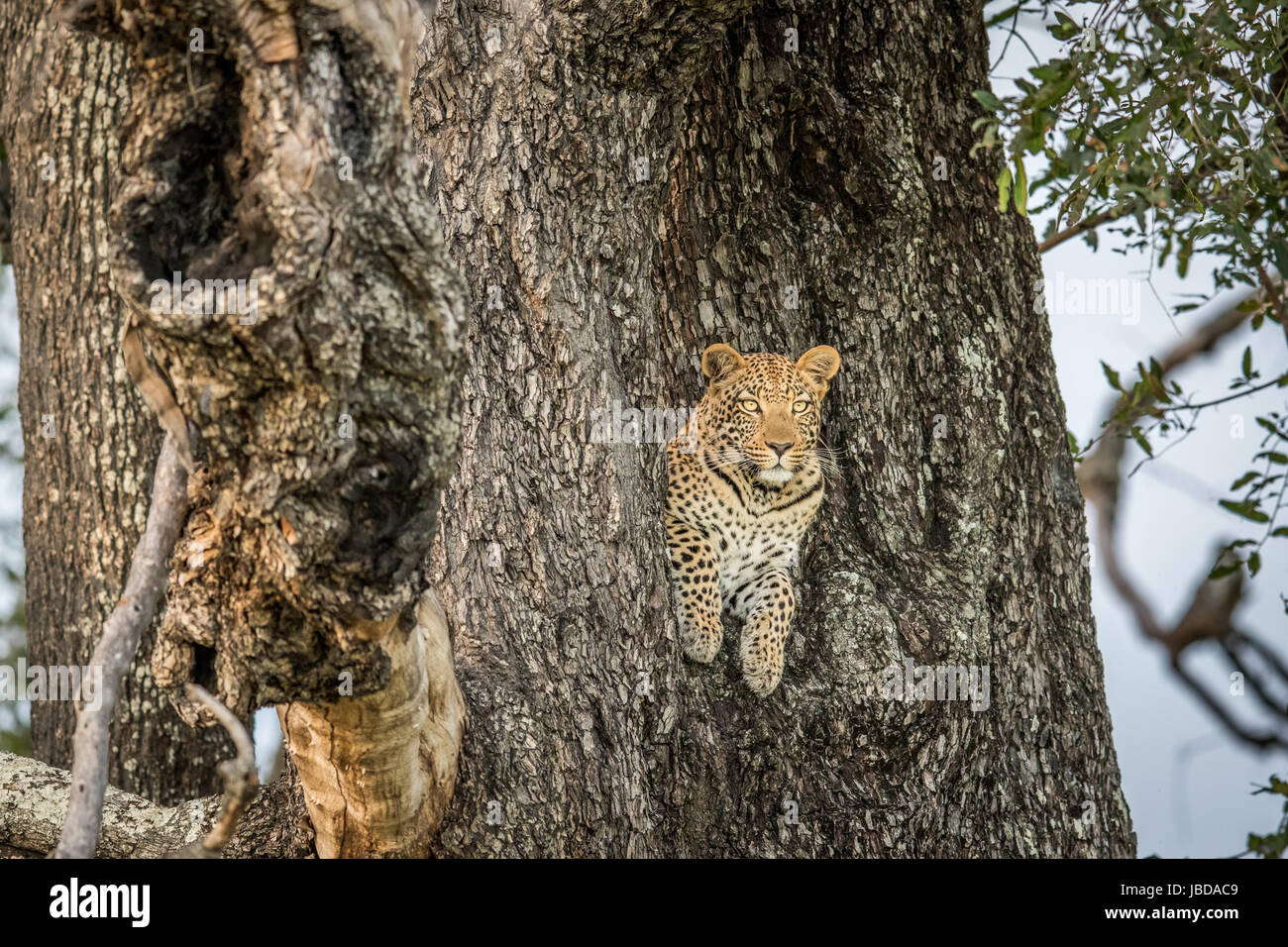 Leopard in a tree in the Okavango delta, Botswana Stock Photo - Alamy