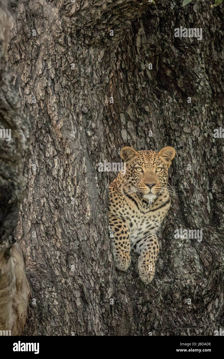 Leopard in a tree in the Okavango delta, Botswana Stock Photo - Alamy