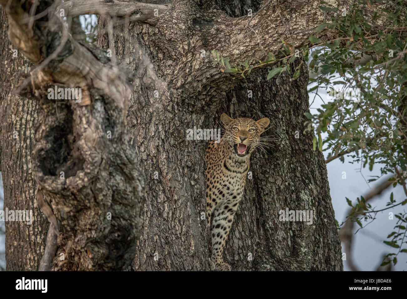 Yawning Leopard in a tree in the Okavango delta, Botswana Stock Photo ...