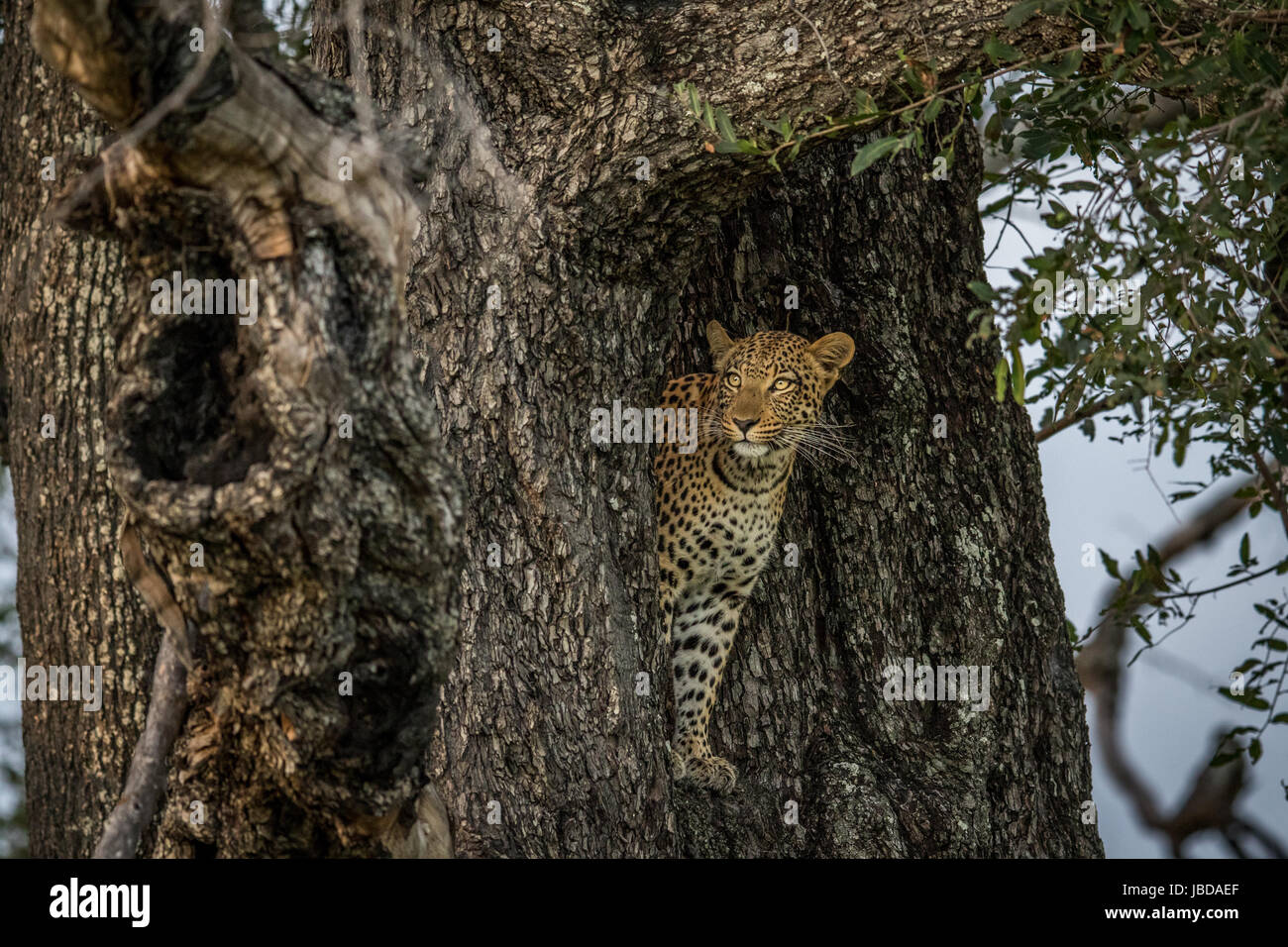 Leopard in a tree in the Okavango delta, Botswana Stock Photo - Alamy