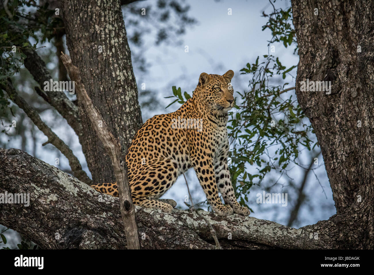 Leopard sitting in a tree in the Okavango delta, Botswana Stock Photo ...