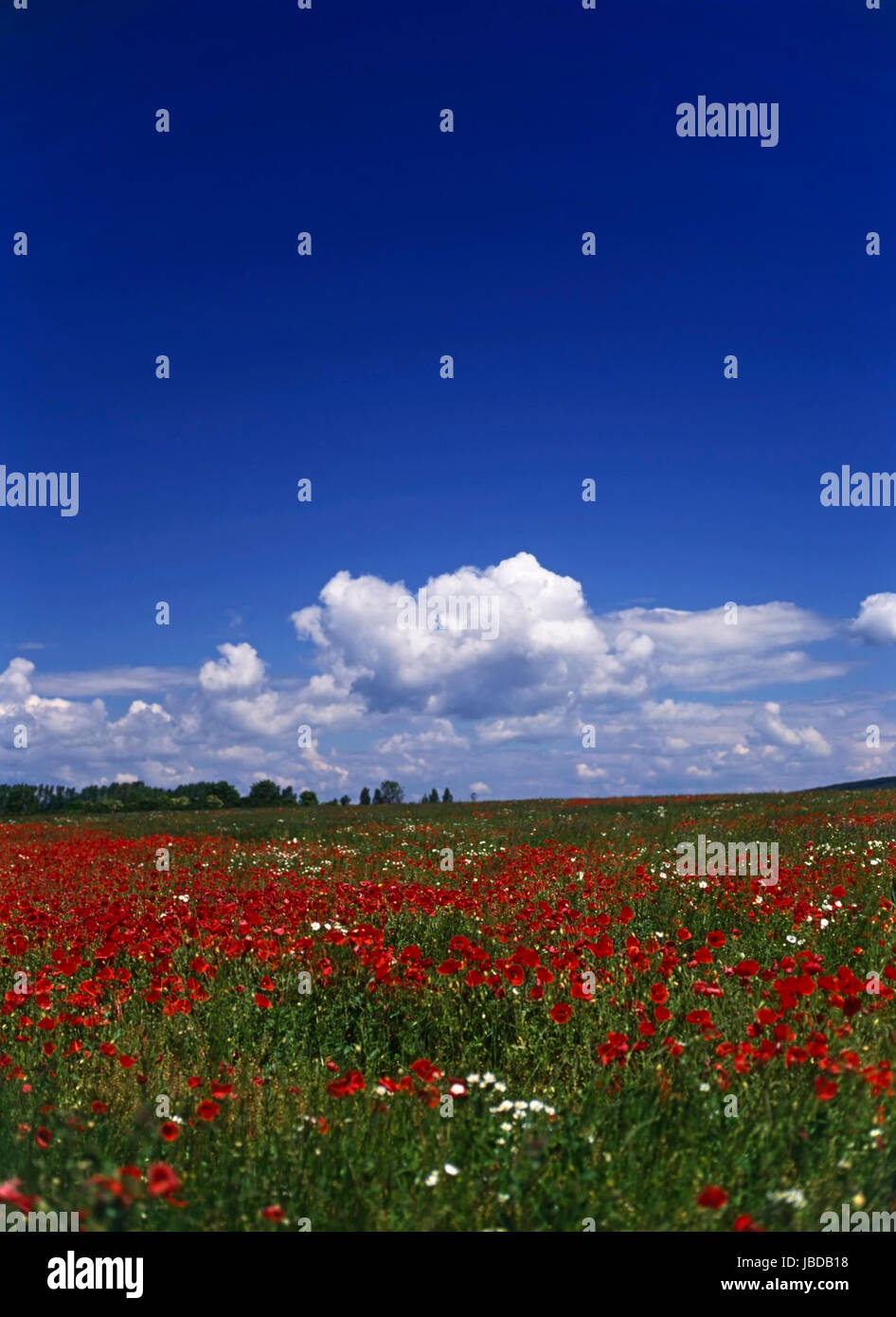 Poppy field with blue sky and clouds Stock Photo - Alamy