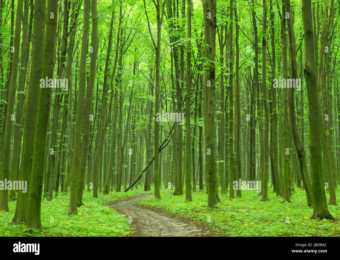 forest trees. nature green wood backgrounds Stock Photo - Alamy