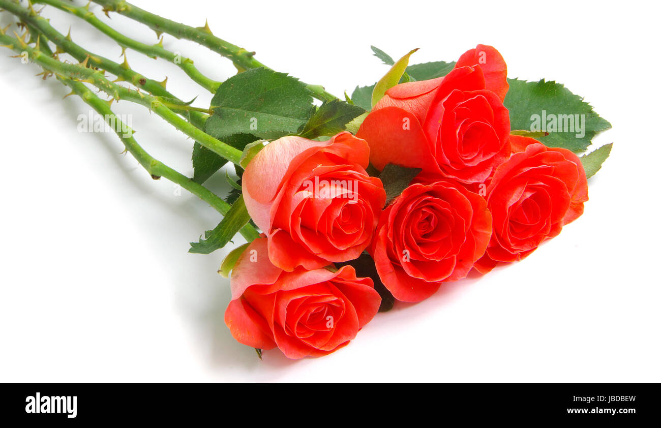 red rose isolated on a white background Stock Photo - Alamy