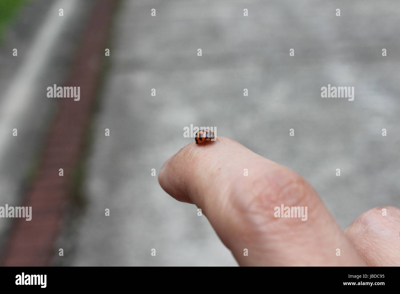 a lady bug on a finger Stock Photo - Alamy