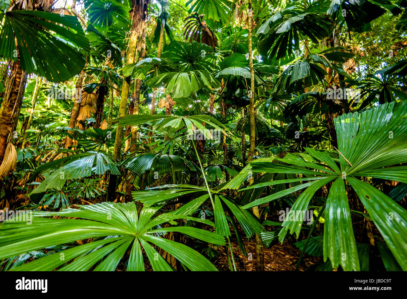 Licuala Ramsayi tree in the Daintree rainforest, Queensland Stock Photo
