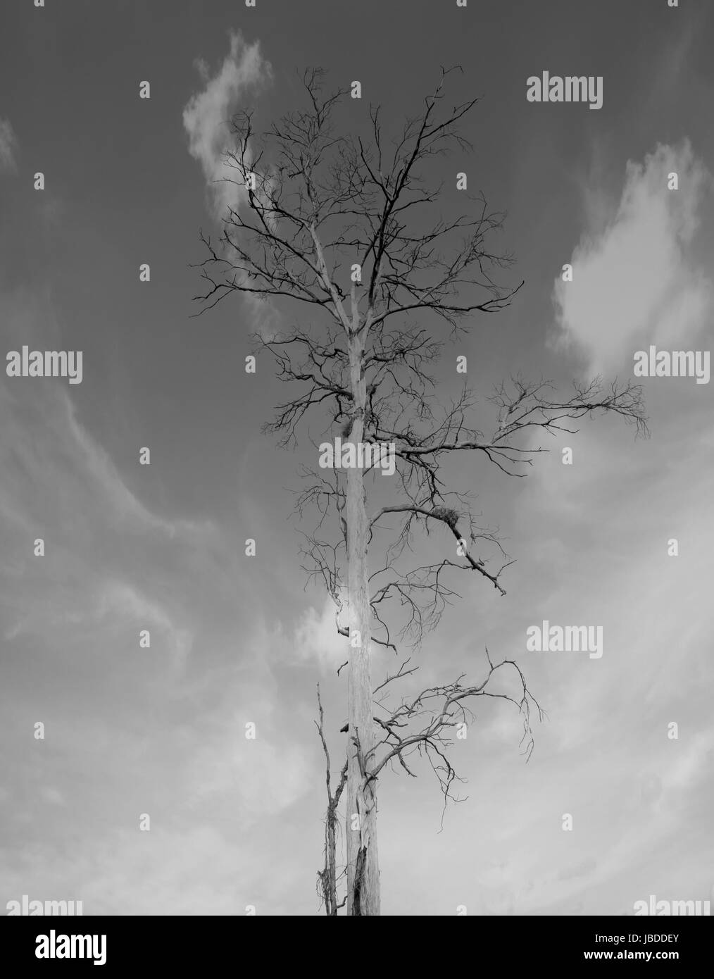 Tree dead Nature drought sky black and white Stock Photo - Alamy