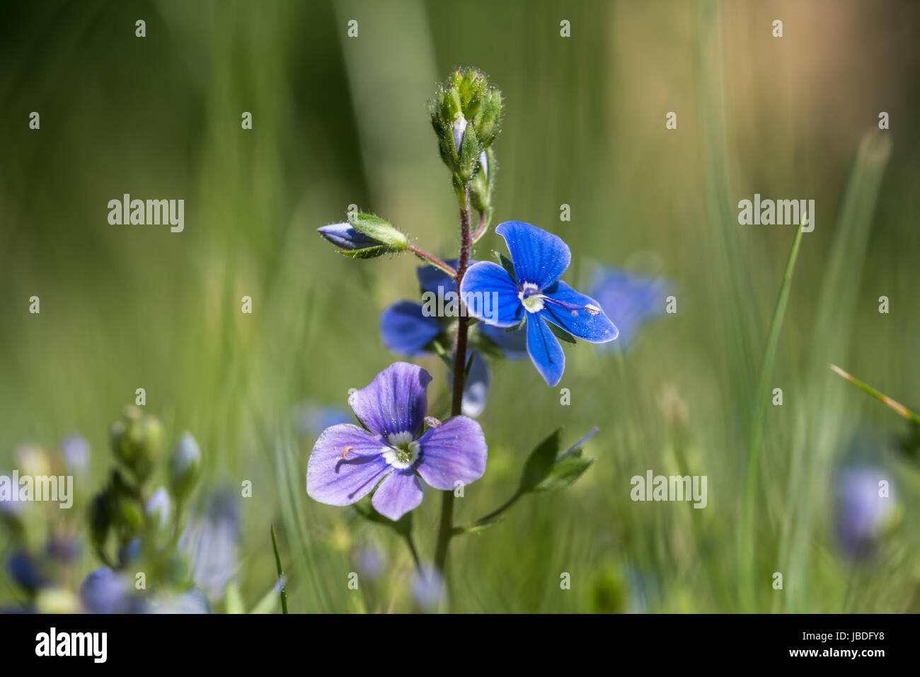 Close-up of blue summer flowers - Germander speedwell Stock Photo