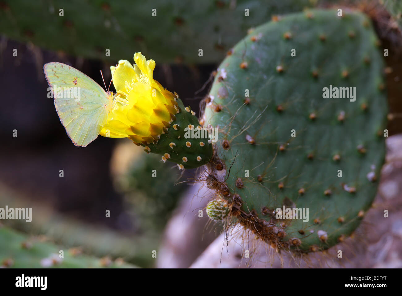 Galapagos Sulphur Butterfly (Phoebis sennae marcellina) on a cactus flower, Genovesa Island, Galapagos National Park, Ecuador Stock Photo