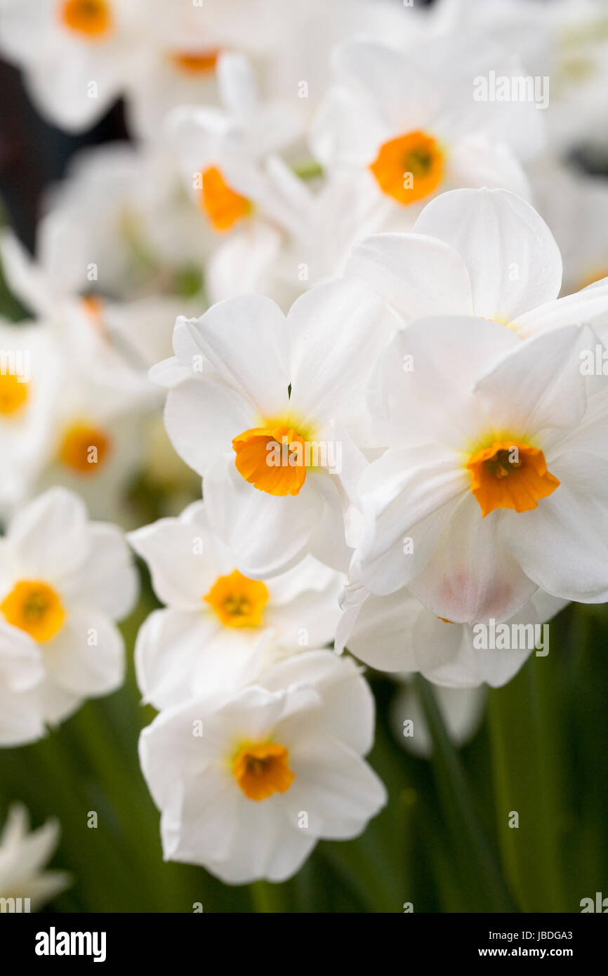 Narcissus 'Geranium' flowers. Stock Photo