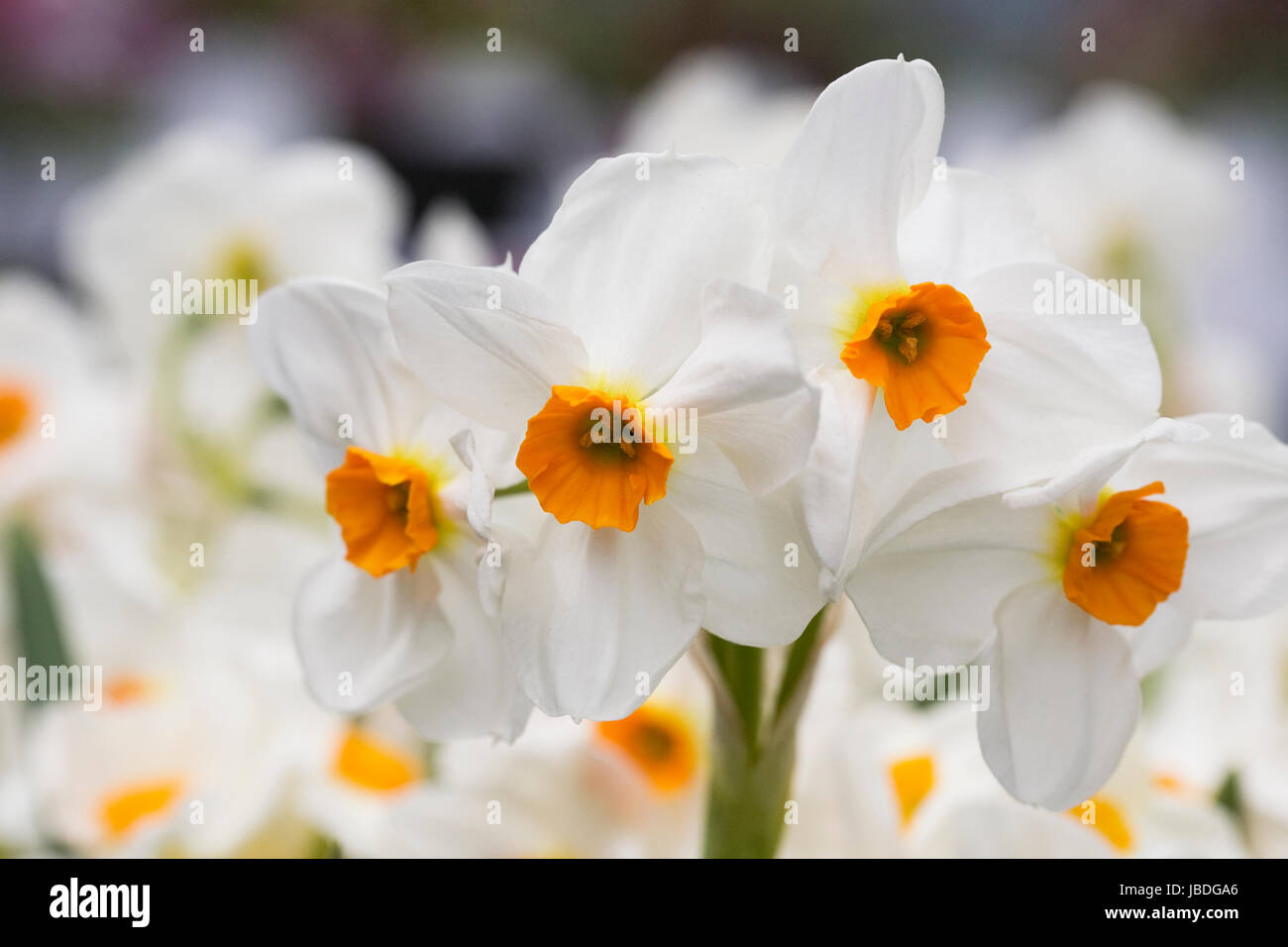 Narcissus 'Geranium' flowers. Stock Photo