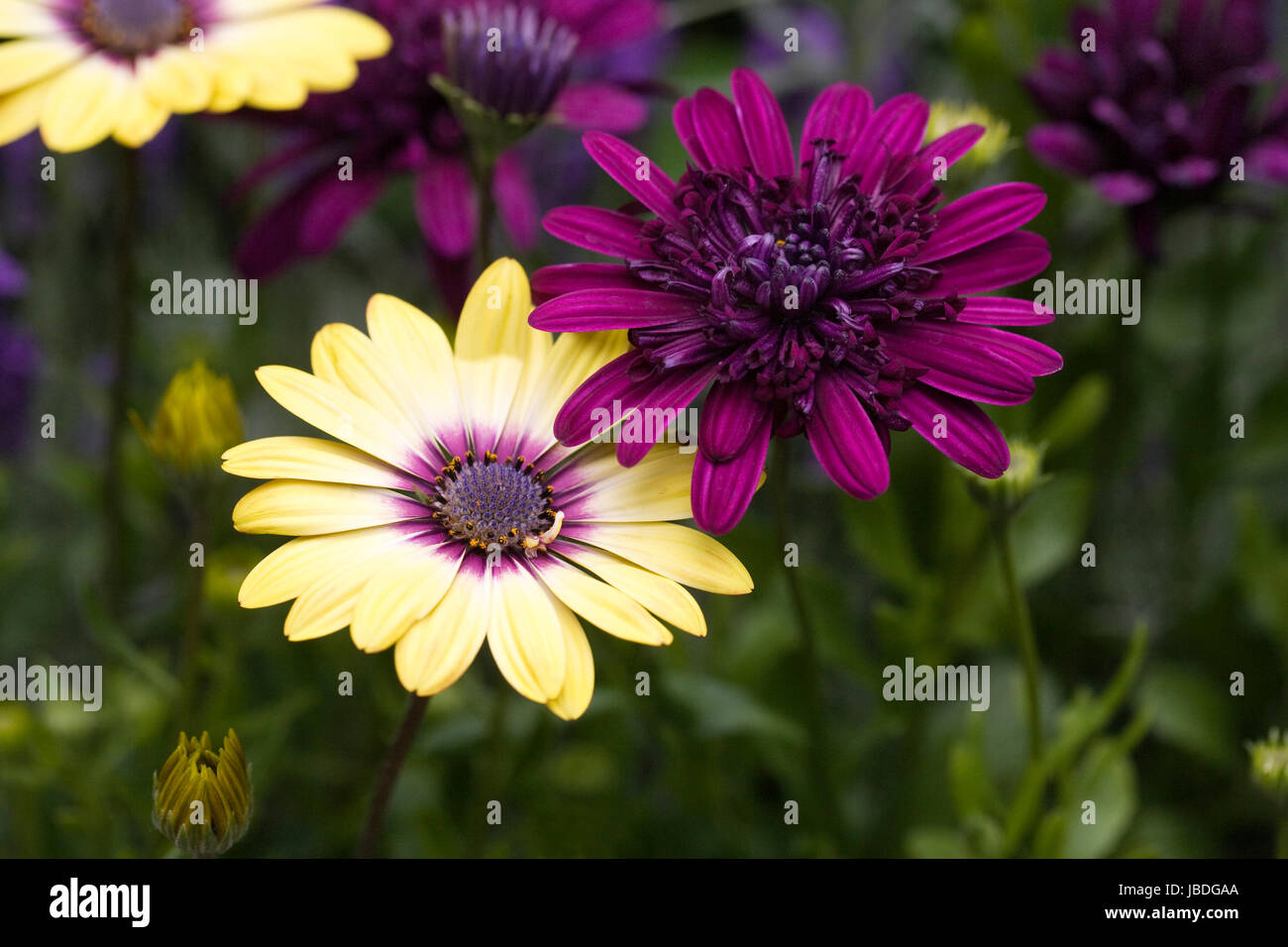 Osteospermum Serenity Blue eyed Beauty and Osteospermum 3D Purple flowers in early summer. Stock Photo