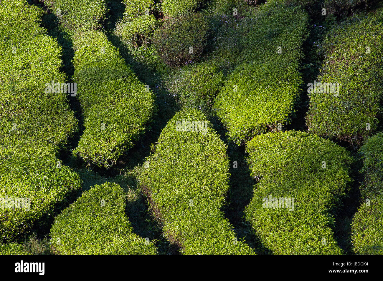 CAMERON HIGHLANDS, MALAYSIA ASIA  - MARCH 27, 2010: Top view of rows of tea plants growing on a plantation. Stock Photo