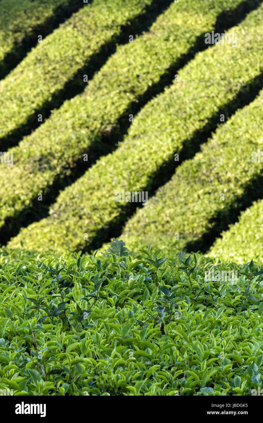 CAMERON HIGHLANDS, MALAYSIA ASIA - MARCH 27, 2010: Tea plants growing on a plantation, lit by the early morning sunlight. Stock Photo