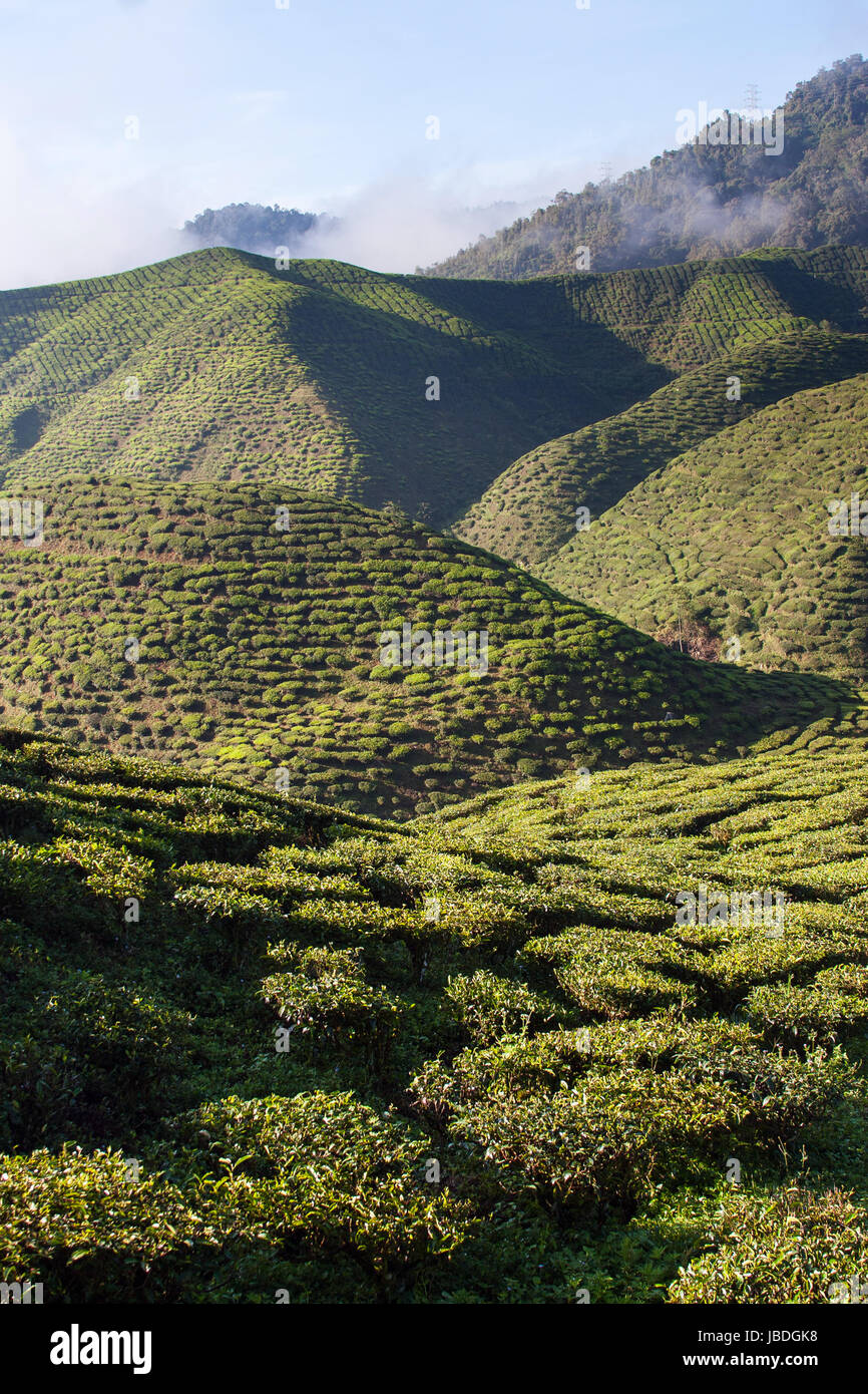 CAMERON HIGHLANDS, MALAYSIA ASIA - MARCH 27, 2010: Hills covered with tea plantations. Stock Photo