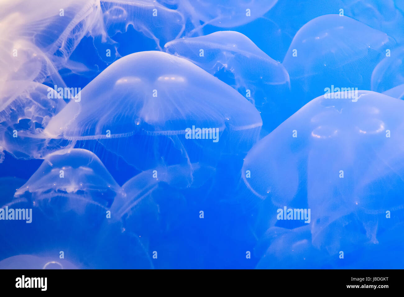 Jelly Fish swimming in ocean Stock Photo