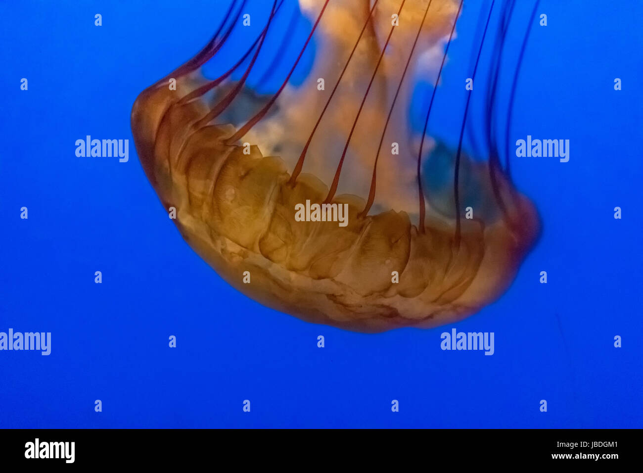 Jelly Fish Swimming In Ocean Stock Photo - Alamy