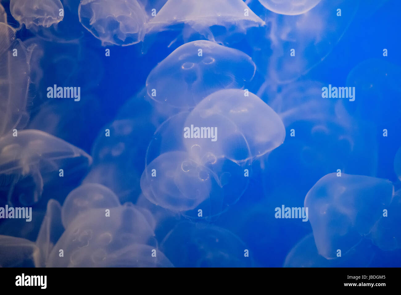 Jelly Fish swimming in ocean Stock Photo