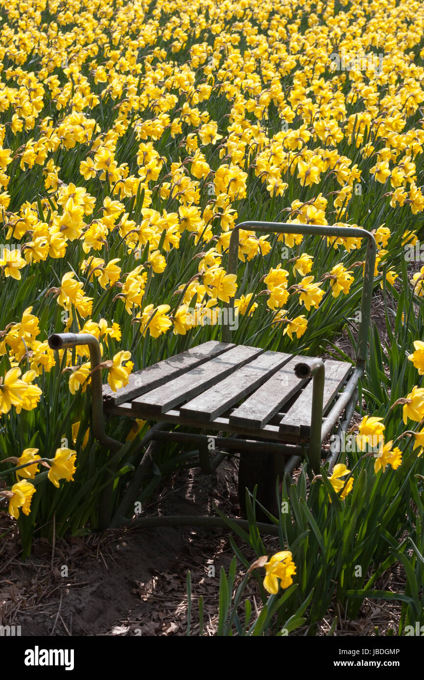 LISSE HILLEGOM, THE NETHERLANDS - APRIL 16, 2014: An old wooden wheelbarrow in a field full of yellow Daffodils. Stock Photo