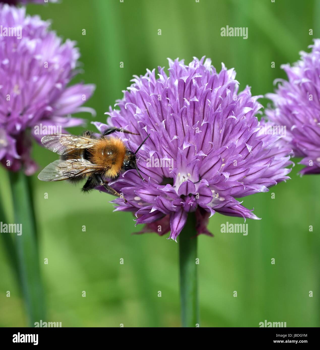Brown Carder Bee on Chive bloom Stock Photo - Alamy
