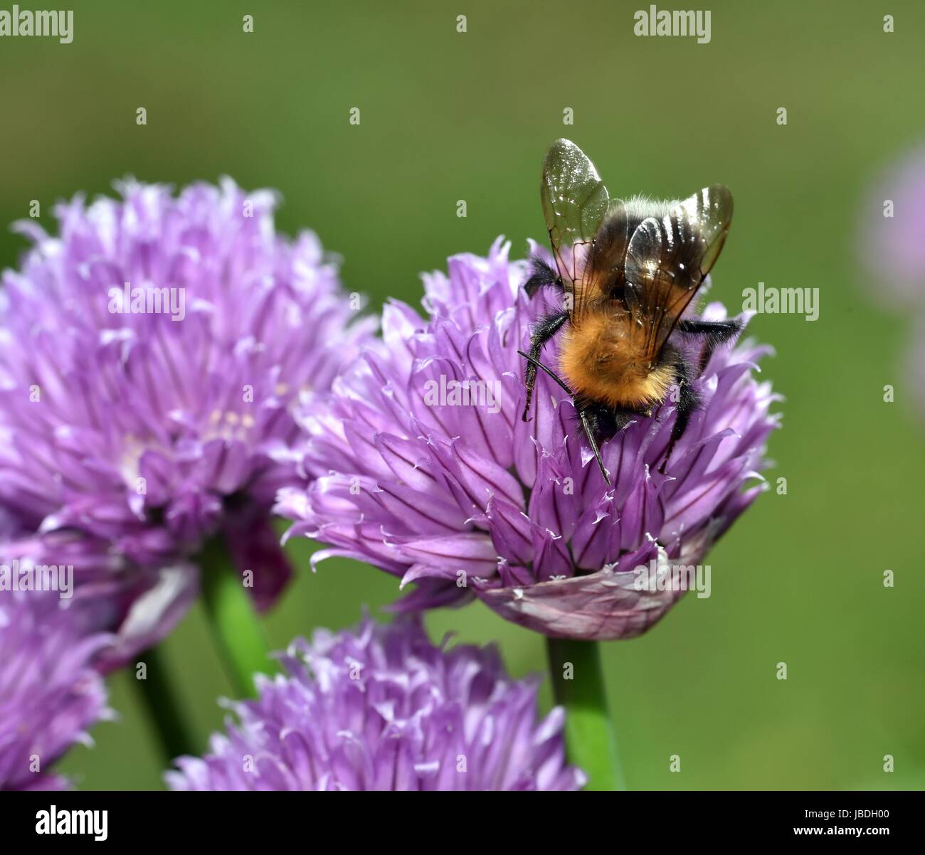 Brown Carder Bee on Chive bloom Stock Photo - Alamy