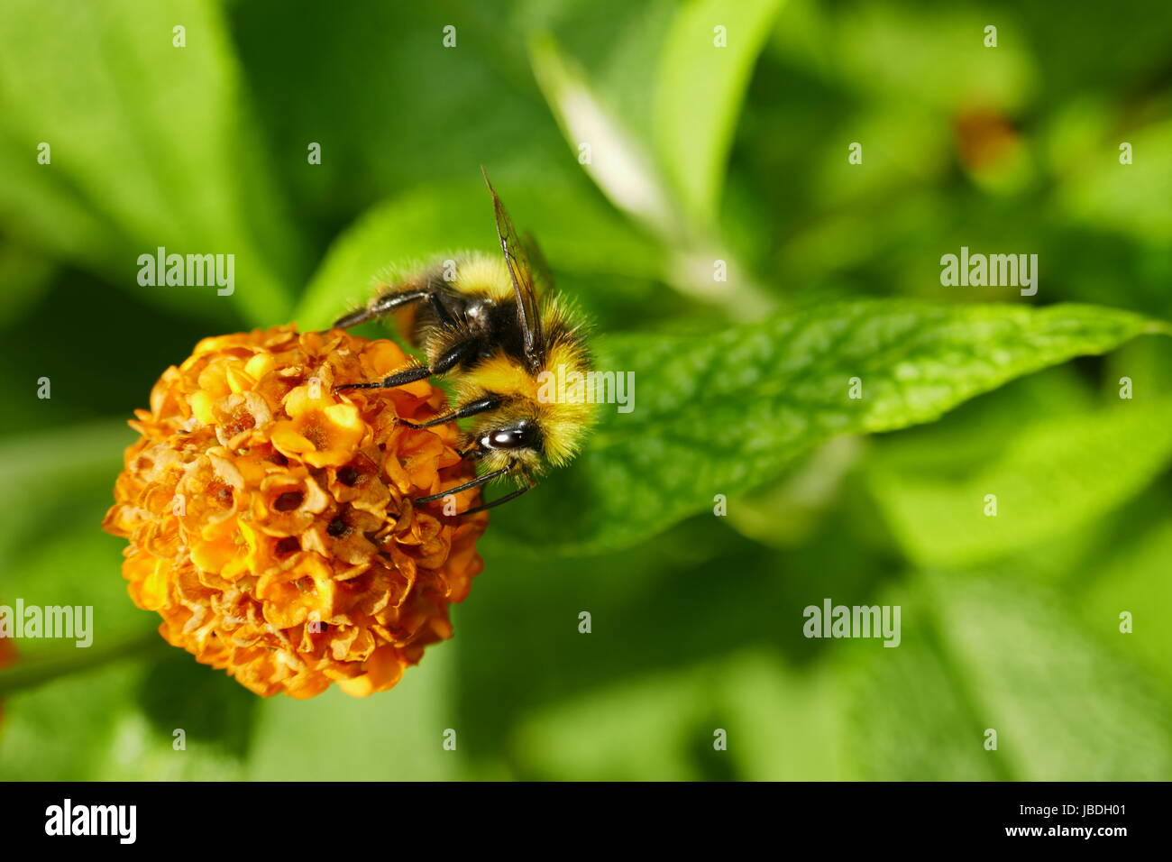 Bumble Bee on Orange ball tree flower Stock Photo