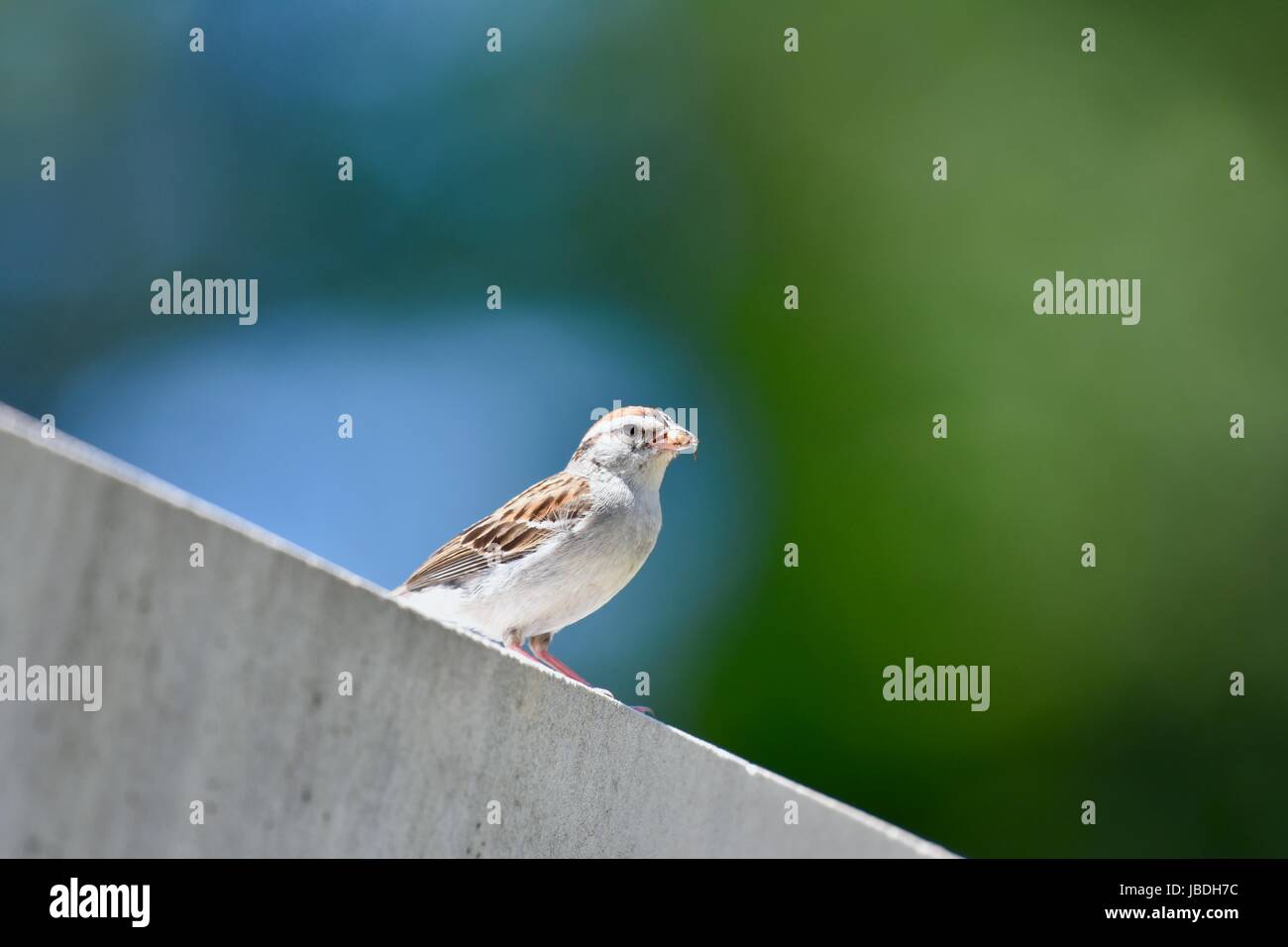 Juvenile chipping sparrow (Spizella passerina) eating an insect Stock Photo