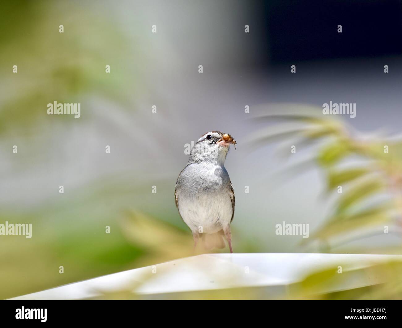 Juvenile chipping sparrow (Spizella passerina) eating an insect Stock Photo