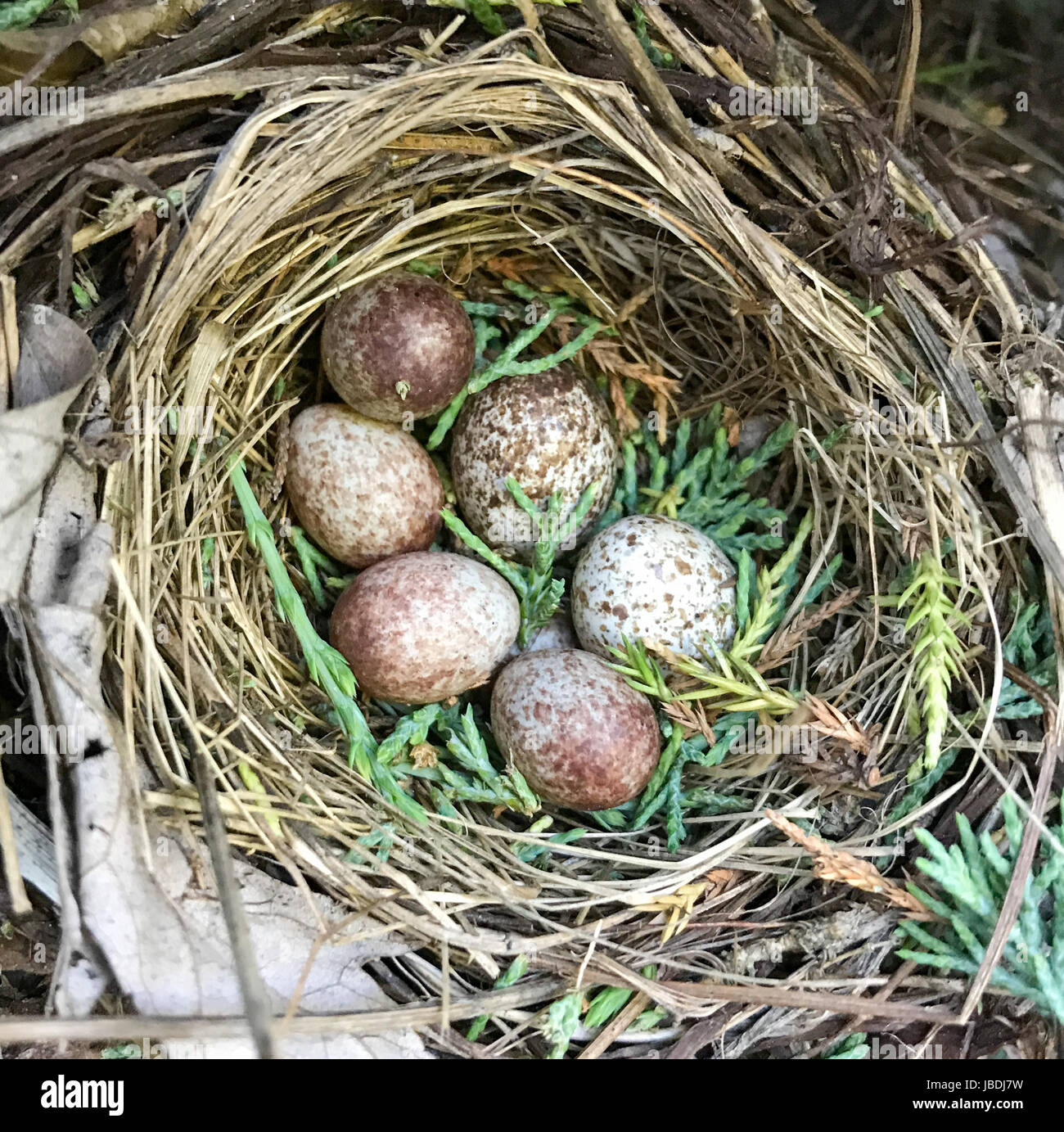 field sparrow eggs