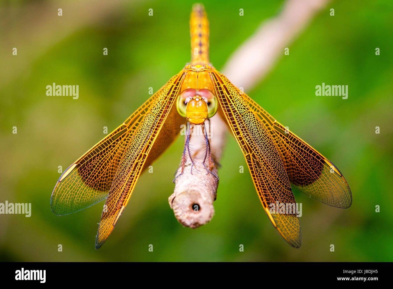 Dragonfly resting on tree branch Stock Photo - Alamy