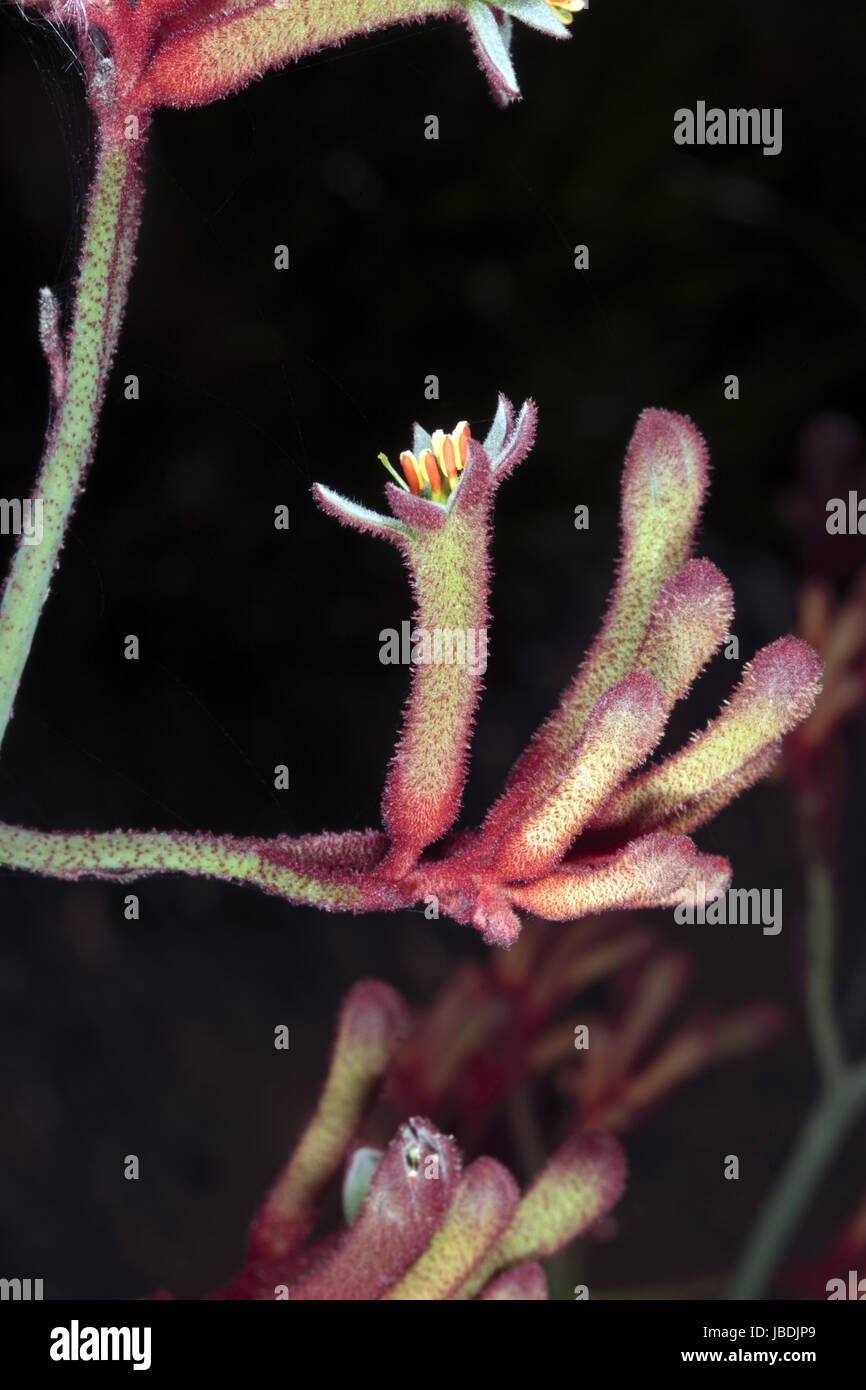 Close-up of Tall Kangaroo Paw flowers- Anigozanthos flavidus- Family Haemodoraceae Stock Photo