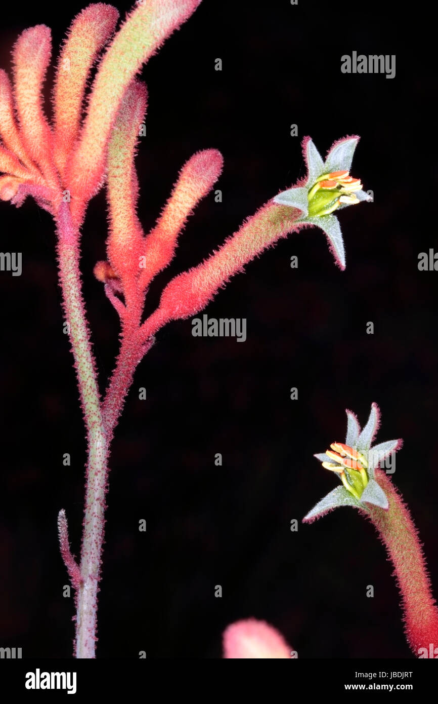 Close-up of Tall Kangaroo Paw flowers- Anigozanthos flavidus- Family Haemodoraceae Stock Photo