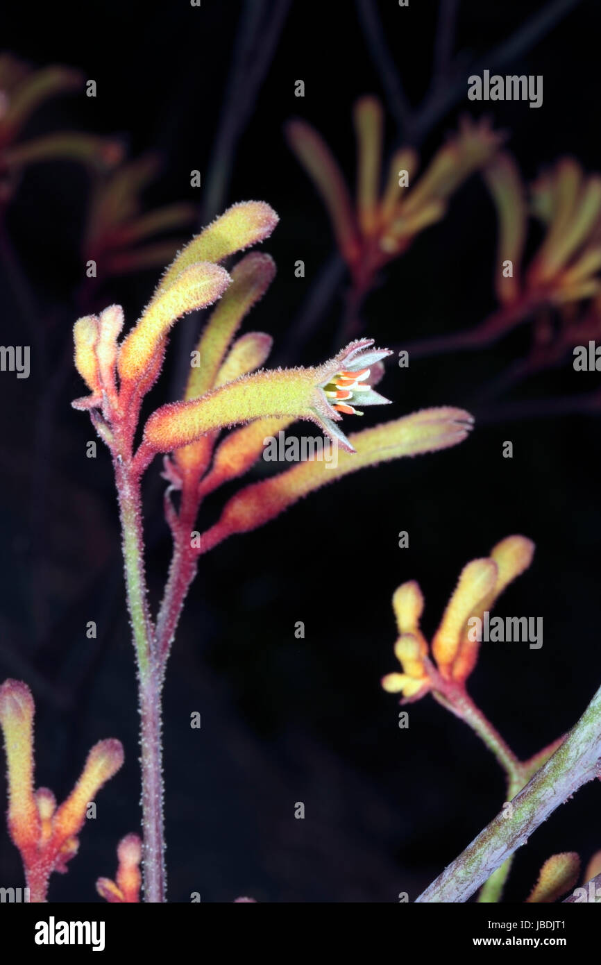 Close-up of Tall Kangaroo Paw flowers- Anigozanthos flavidus- Family Haemodoraceae Stock Photo