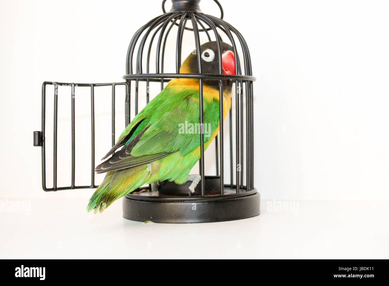 small cage for parrot