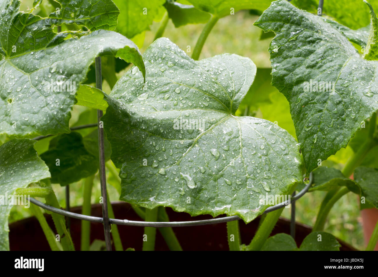 Closeup shot of cucumber leaves after rain. The cucumber plant is creeping up a wire trellis in a backyard vegetable garden. California USA Stock Photo