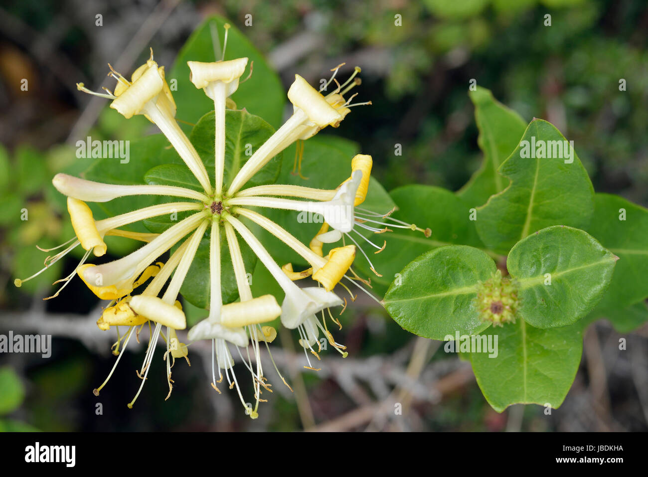 Honeysuckle hedge hires stock photography and images Alamy