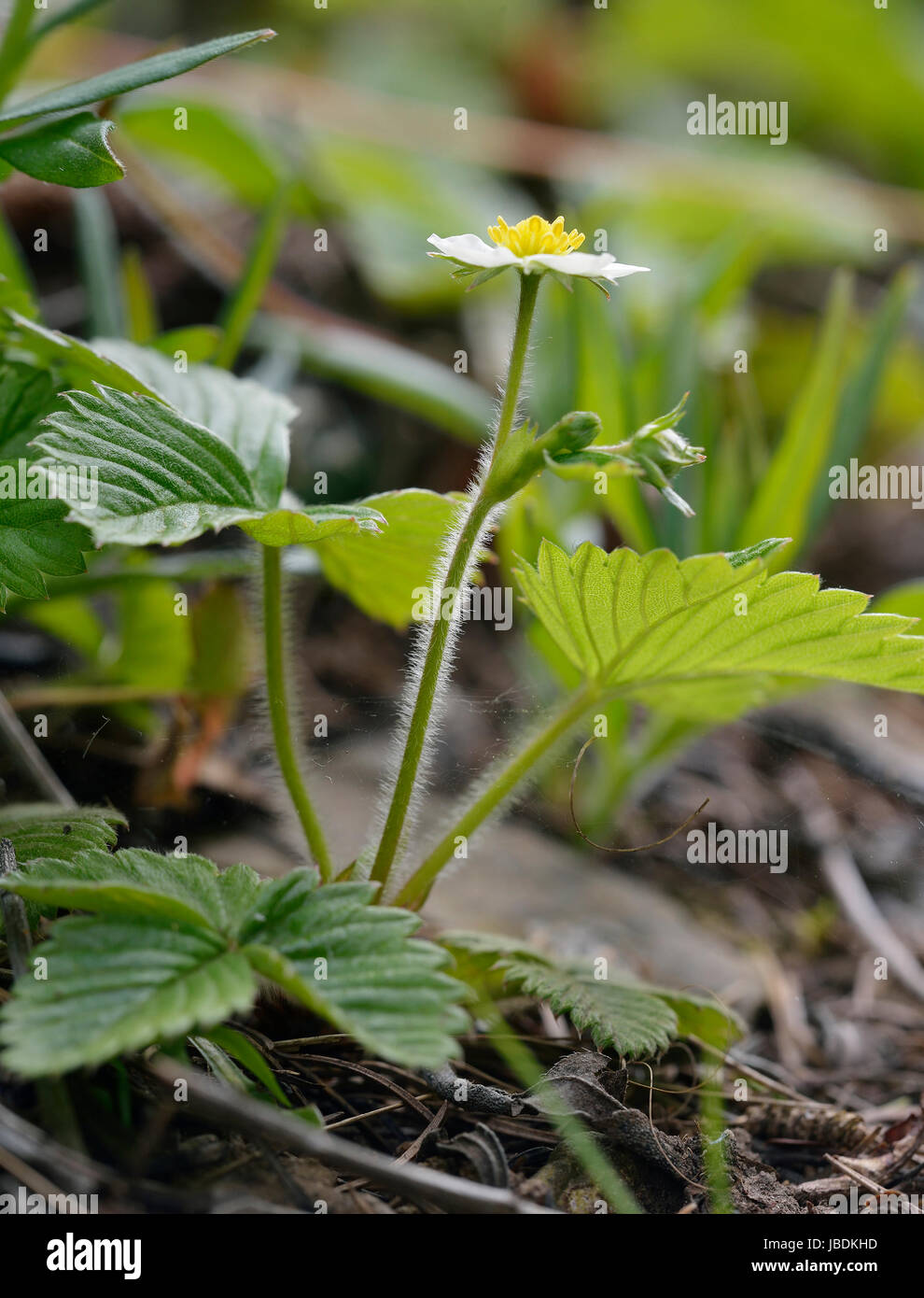 Wild Strawberry - Fragaria vesca Whole plant in profile Stock Photo